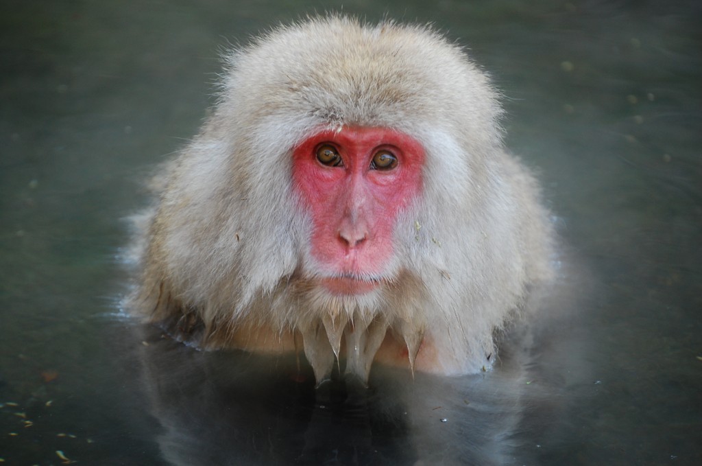 Snow Monkeys - Things to do in the area around Matsumoto